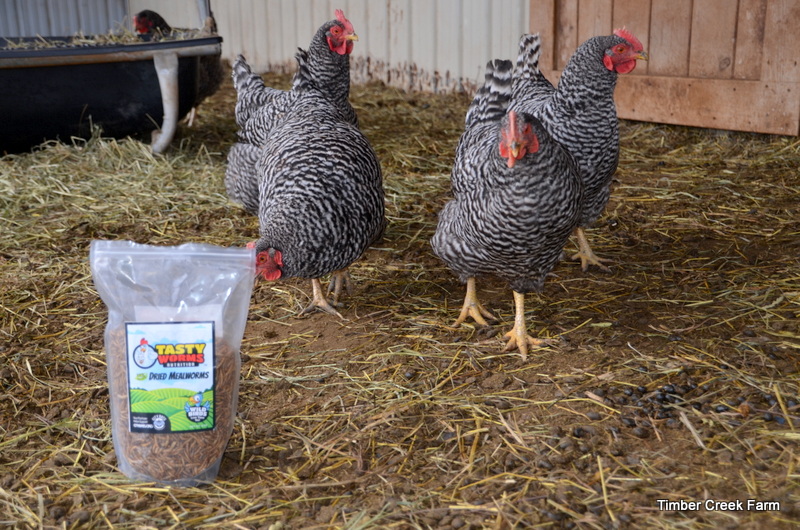 How to Stop Chickens from Eating Their Eggs Backyard Poultry